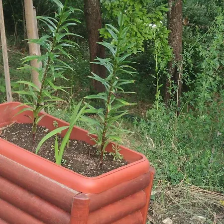 Apartamento Seoski Turizam Feniks Davidovi Psalmi Kosjeric