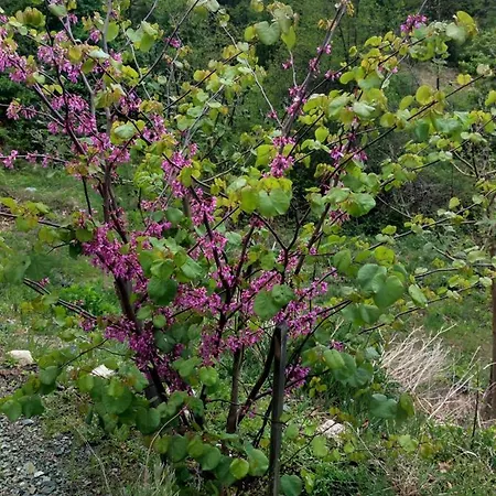 Seoski Turizam Feniks Davidovi Psalmi * Kosjeric