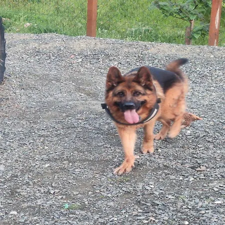 Seoski Turizam Feniks Davidovi Psalmi アパート Kosjerić