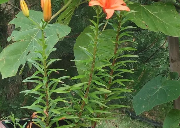 Seoski Turizam Feniks Davidovi Psalmi Kosjerić