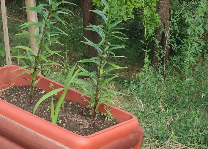 アパート Seoski Turizam Feniks Davidovi Psalmi Kosjerić