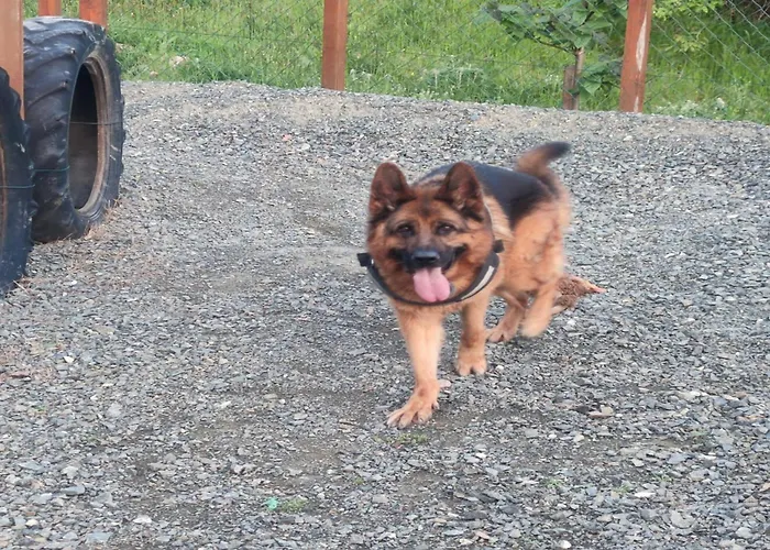 Seoski Turizam Feniks Davidovi Psalmi アパート Kosjerić